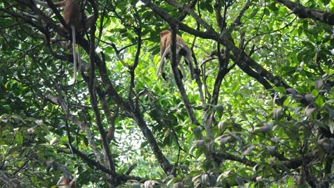 Proboscis monkey moving on the tree. selective focus. Stock Footage 336517943
