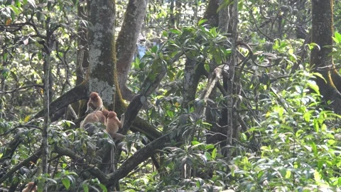 Proboscis monkey moving on the tree. selective focus. Stock Footage 336518042
