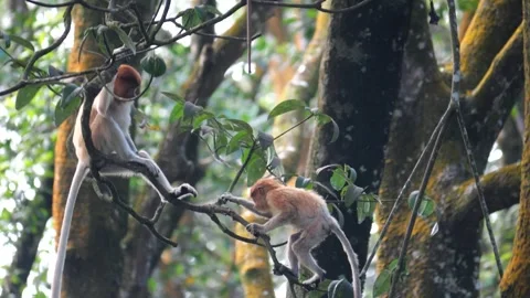 Proboscis monkey moving on the tree. selective focus. Stock Footage 336518050