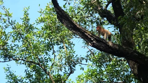 Proboscis monkey moving on the tree. selective focus. Stock Footage 336518334