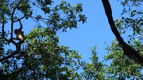 Proboscis monkey moving on the tree. selective focus. Stock Footage 336518354