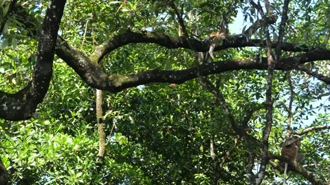 Proboscis monkey moving on the tree. selective focus. Stock Footage 336518371