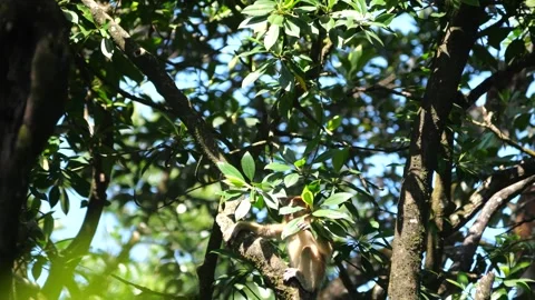 Proboscis monkey moving on the tree. selective focus. Stock Footage 336518391