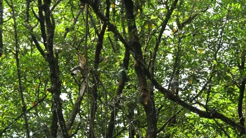 Proboscis monkey moving on the tree. selective focus. Stock Footage 336518444