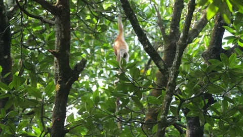 Proboscis monkey moving on the tree. selective focus. Stock Footage 336519261