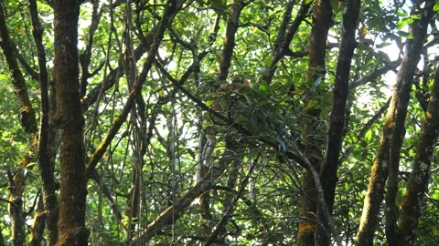 Proboscis monkey moving on the tree. selective focus. Stock Footage 336519266