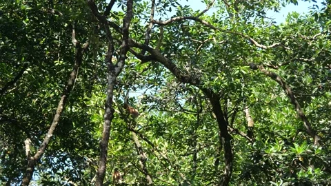 Proboscis monkey moving on the tree. selective focus. Stock Footage 336519282