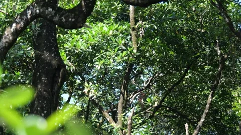 Proboscis monkey moving on the tree. selective focus. Stock Footage 336519339