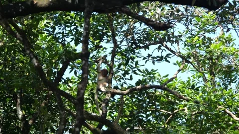 Proboscis monkey moving on the tree. selective focus. Stock Footage 336519356