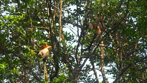 Proboscis monkey moving on the tree. selective focus. Stock Footage 346672872