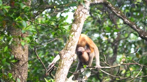 Proboscis monkey moving on the tree. selective focus. Stock Footage 346672931