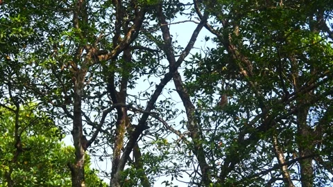 Proboscis monkey moving on the tree. selective focus. Stock Footage 346673032