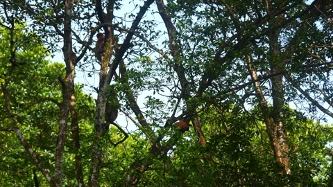 Proboscis monkey moving on the tree. selective focus. Stock Footage 346673178