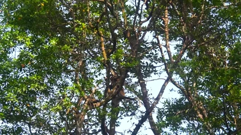 Proboscis monkey moving on the tree. selective focus. Stock Footage 346673180