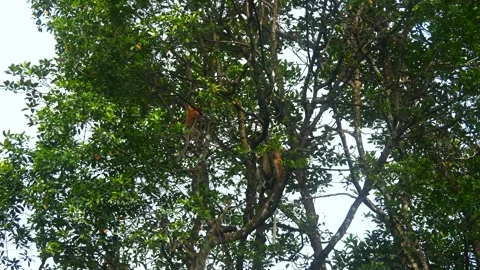 Proboscis monkey moving on the tree. selective focus. Stock Footage 346673184