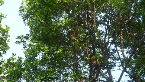 Proboscis monkey moving on the tree. selective focus. Stock Footage 346673276