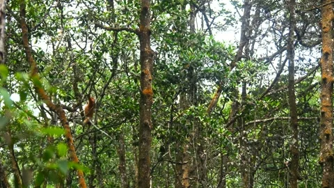 Proboscis monkey moving on the tree. selective focus. Stock Footage 347634100