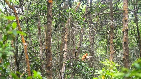 Proboscis monkey moving on the tree. selective focus. Stock Footage 347634226