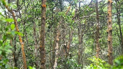 Proboscis monkey moving on the tree. selective focus. Stock Footage 347634310