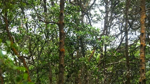Proboscis monkey moving on the tree. selective focus. Stock Footage 347634311