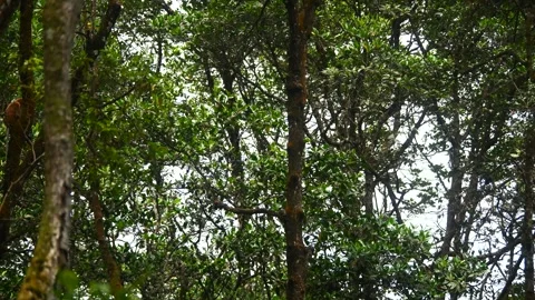 Proboscis monkey moving on the tree. selective focus. Stock Footage 347634320