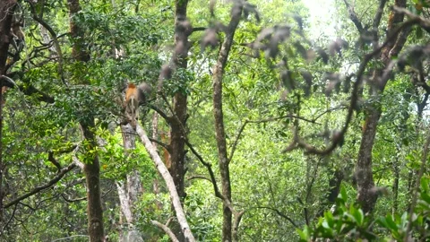 Proboscis monkey moving on the tree. selective focus. Stock Footage 347636240