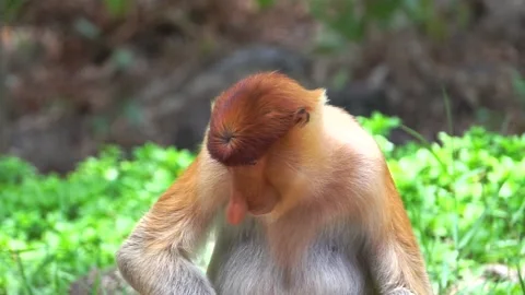 The proboscis monkey (Nasalis larvatus) Stock Footage 156481640