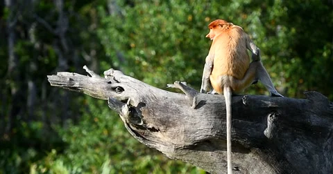 The proboscis monkey, Nasalis Larvatus or long-nosed monkey. Stock-Footage 62768433