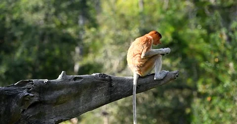 The proboscis monkey, Nasalis Larvatus or long-nosed monkey. Stock-Footage 62768454
