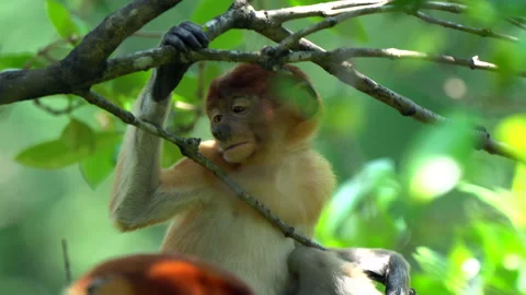 Proboscis Monkey, Nasalis Larvatus or long-nosed monkey, known as the bekantan. Stock Footage 158627361
