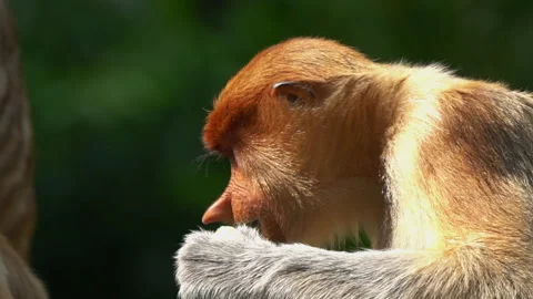 Proboscis Monkey, Nasalis Larvatus or long-nosed monkey, known as the bekantan. Stock Footage 158628374