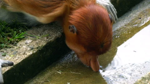 Proboscis Monkey, Nasalis Larvatus or long-nosed monkey, known as the bekantan. Stock Footage 158628971