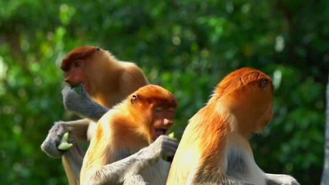 Proboscis Monkey, Nasalis Larvatus or long-nosed monkey, known as the bekantan. Stock Footage 158629666