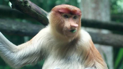 Proboscis Monkey (Nasalis larvatus) sitting in a tree and eating leaves Stock Footage 84579908