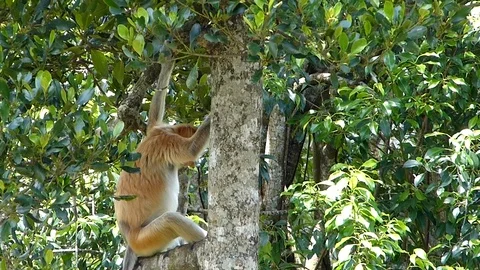 Proboscis monkey (Nasalis larvatus) sitting on a tree in Labuk Bay, Sabah, Bo Stock Footage 88180984