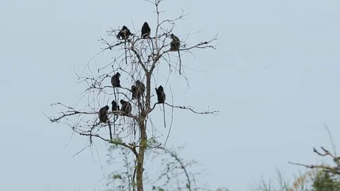 The proboscis monkey or long-nosed monkey, known as the bekantan in Indonesia. Stock Footage 93900398