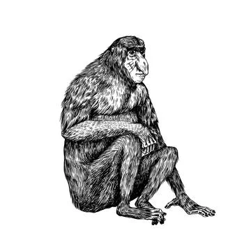 Proboscis monkey or long nosed animal in vintage style. Hand drawn engraved Stock Illustration