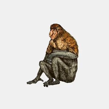 Proboscis monkey or long nosed animal in vintage style. Hand drawn engraved Stock Illustration