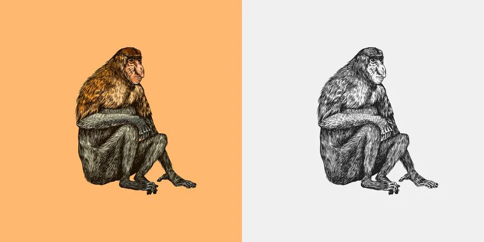 Proboscis monkey or long nosed animal in vintage style. Hand drawn engraved Stock Illustration