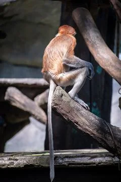 A proboscis monkey or long-nosed monkey (Nasalis larvatus) Stock Photos