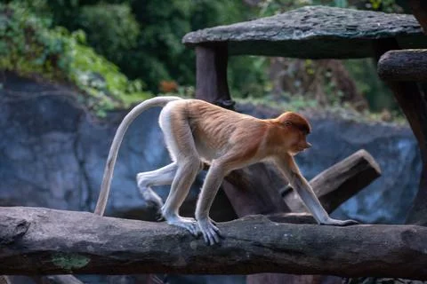 A proboscis monkey or long-nosed monkey (Nasalis larvatus) Stock Photos