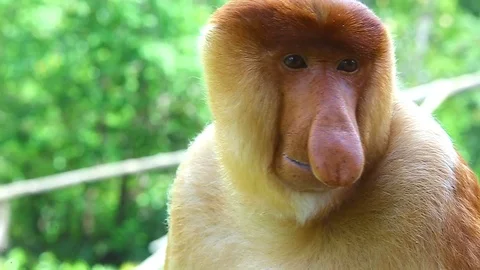 Proboscis monkey or nasalis larvatus Video stock 91961472