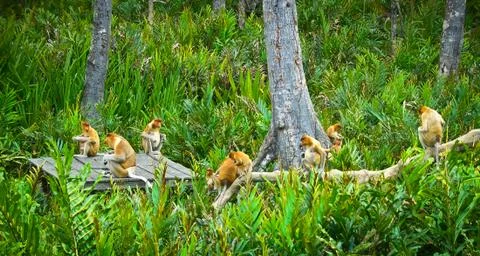 Proboscis monkey Stock-Fotos