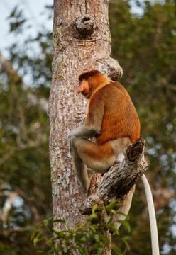 Proboscis monkey Stock Photos