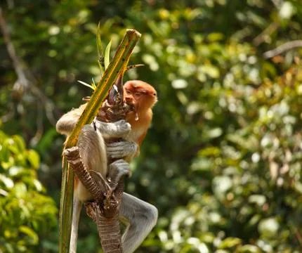 Proboscis monkey Stock Photos