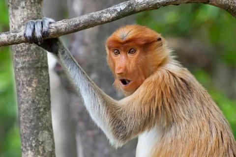 Proboscis monkey Stock Photos