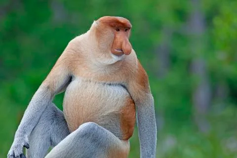 Proboscis monkey Stock Photos