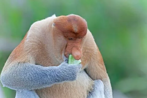 Proboscis monkey Stock Photos