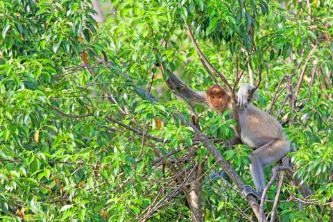Proboscis monkey Stock Photos