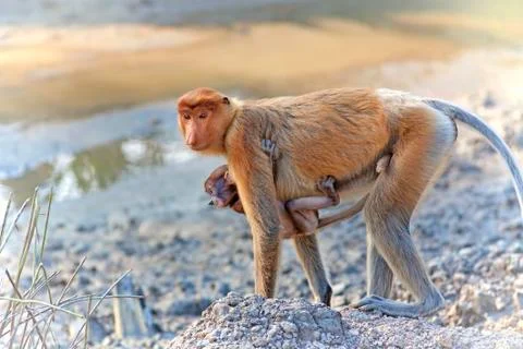 Proboscis monkey Stock Photos